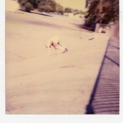 Skate Polaroid 2